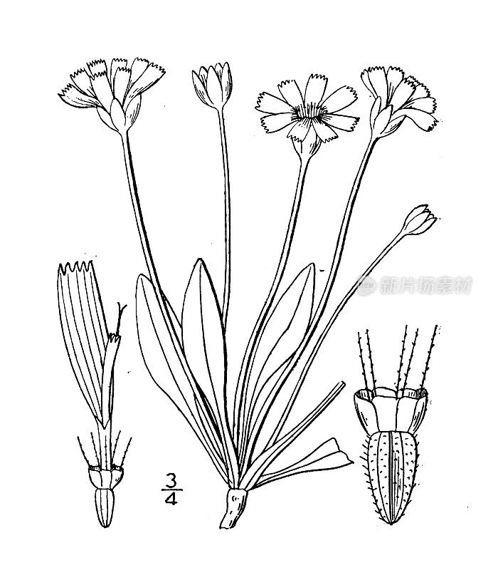 古植物学植物插图:西洋Adopogon occidentale，西部矮蒲公英
